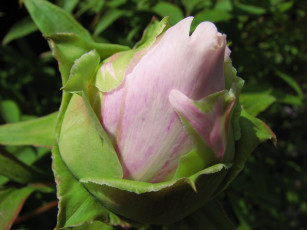 Картинка цветы пионы