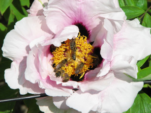 Картинка цветы пионы