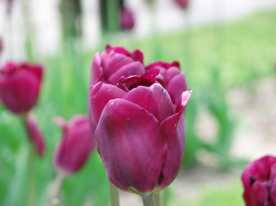 Картинка цветы тюльпаны