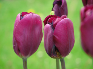 Картинка цветы тюльпаны