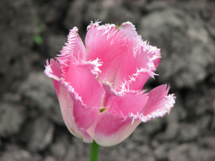 Картинка цветы тюльпаны