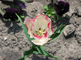 Картинка цветы тюльпаны