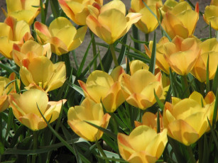 Картинка цветы тюльпаны