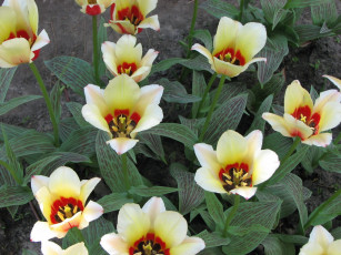 Картинка цветы тюльпаны