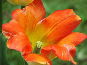 Картинка цветы тюльпаны