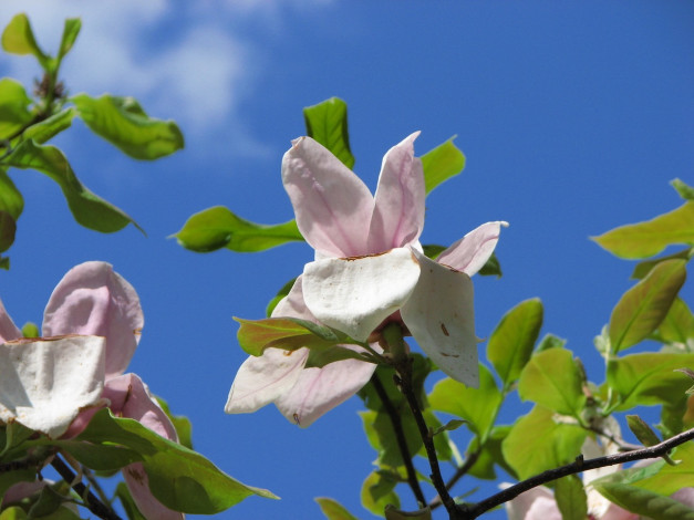 Обои картинки фото цветы, магнолии