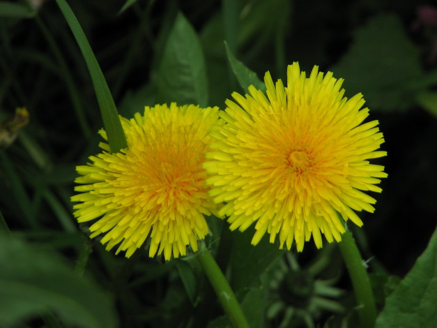 Обои картинки фото цветы, одуванчики