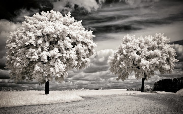 Картинка природа деревья