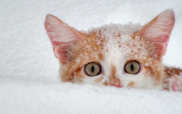 Картинка животные коты