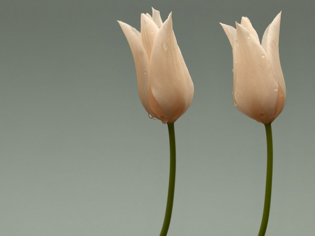 Обои картинки фото цветы, тюльпаны