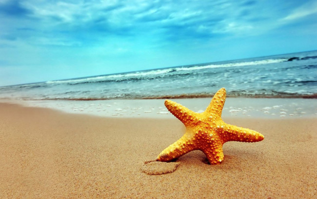 Обои картинки фото разное, ракушки, кораллы, декоративные, spa, камни