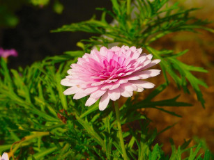 Картинка цветы