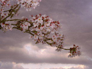 Картинка цветы цветущие деревья кустарники