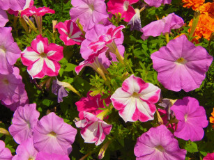 Картинка цветы петунии калибрахоа
