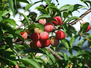 Картинка природа плоды