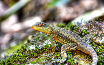 Картинка животные Ящерицы игуаны вараны