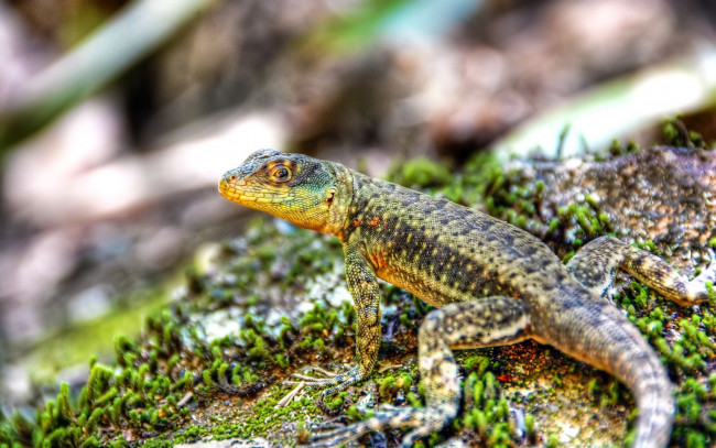 Обои картинки фото животные, Ящерицы, игуаны, вараны