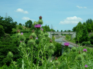 Картинка цветы Чертополох репейник