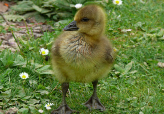 Картинка животные лебеди