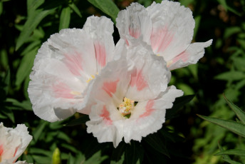 Картинка цветы тюльпаны