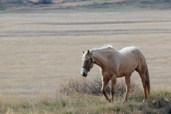 Картинка животные лошади