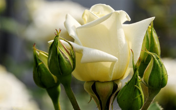 Картинка цветы розы