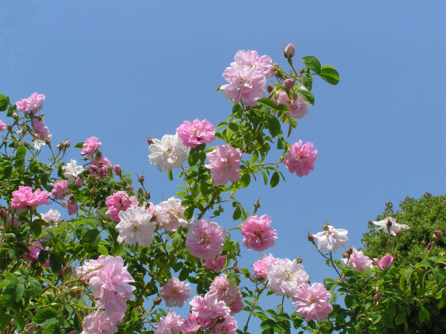 Обои картинки фото цветы, розы