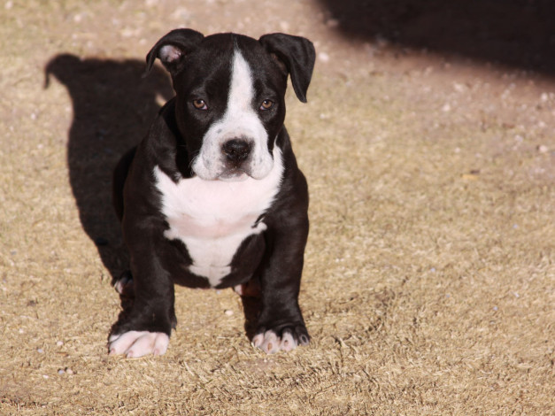 Обои картинки фото животные, собаки