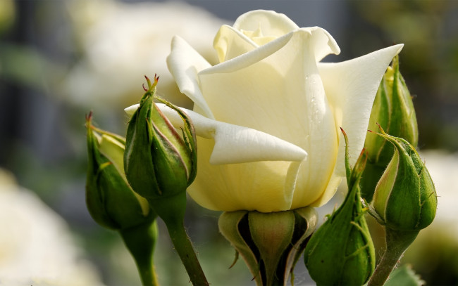 Обои картинки фото цветы, розы