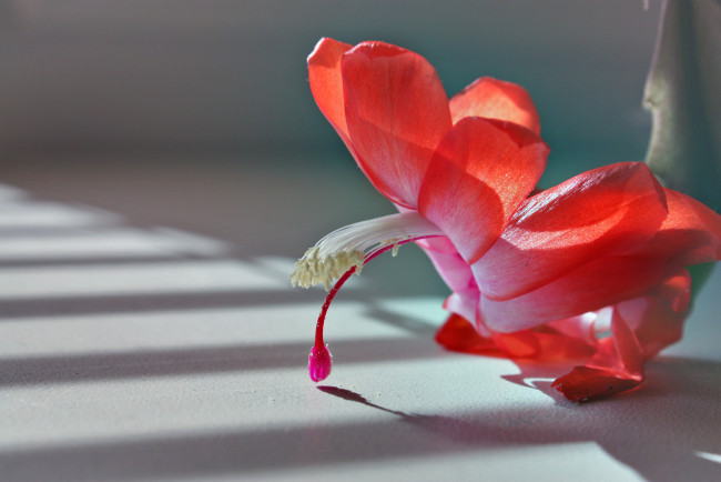 Обои картинки фото цветы, кактусы