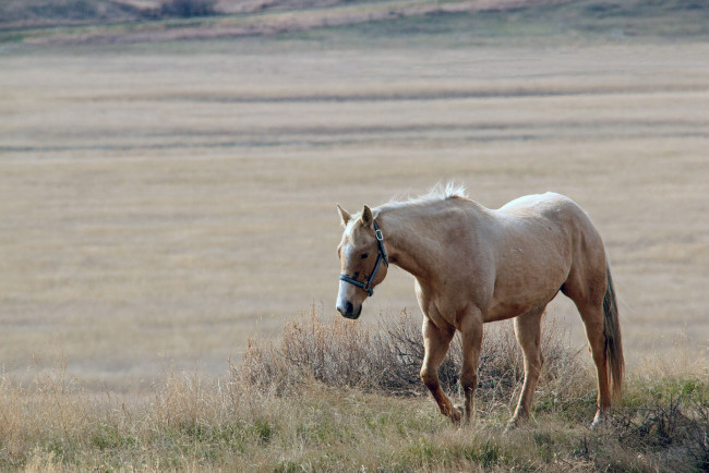 Обои картинки фото животные, лошади