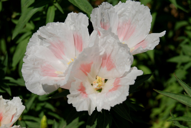 Обои картинки фото цветы, тюльпаны