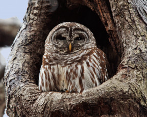 Картинка животные совы animal