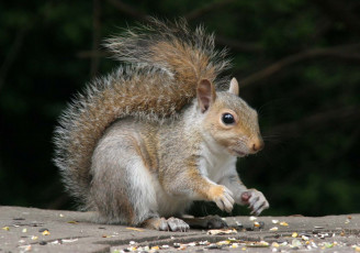 Картинка животные белки пушистый хвост