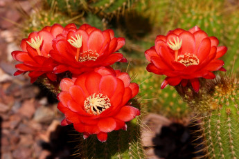 Картинка цветы кактусы колючки красный
