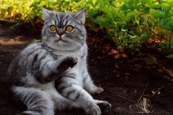 Картинка животные коты британец