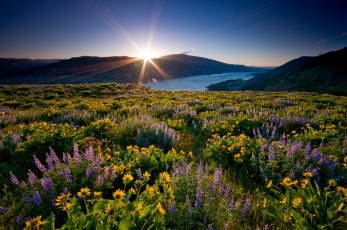 Картинка природа луга солнце река люпин подсолнухи