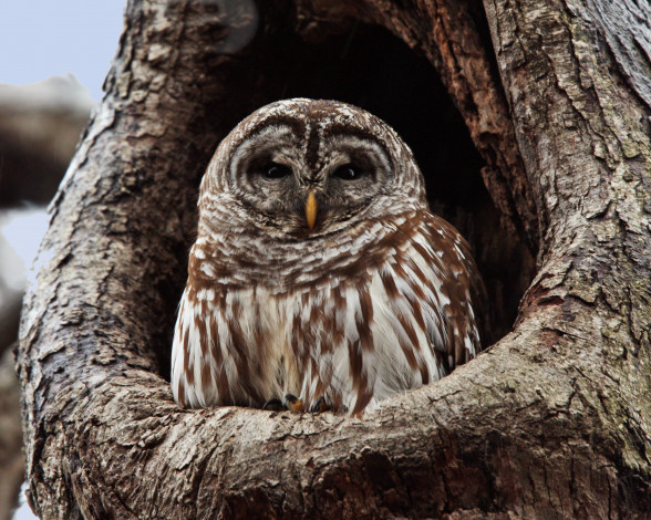 Обои картинки фото животные, совы, animal