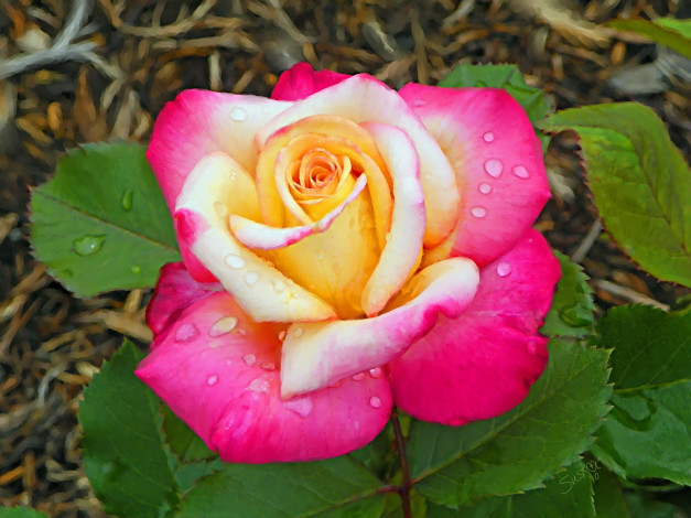 Обои картинки фото рисованные, цветы, роза