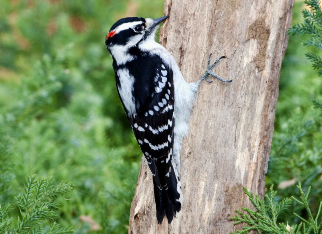 Обои картинки фото животные, дятлы, пестрый, шапочка