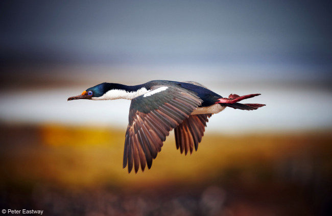 Обои картинки фото животные, Чайки, бакланы, крачки, layer