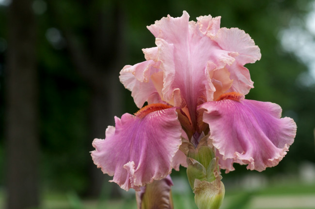 Обои картинки фото цветы, ирисы, розовый, лепестки