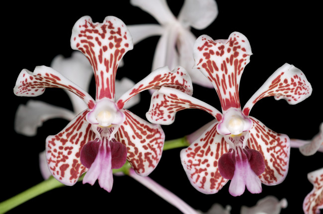 Обои картинки фото цветы, орхидеи, пятнистый, экзотика
