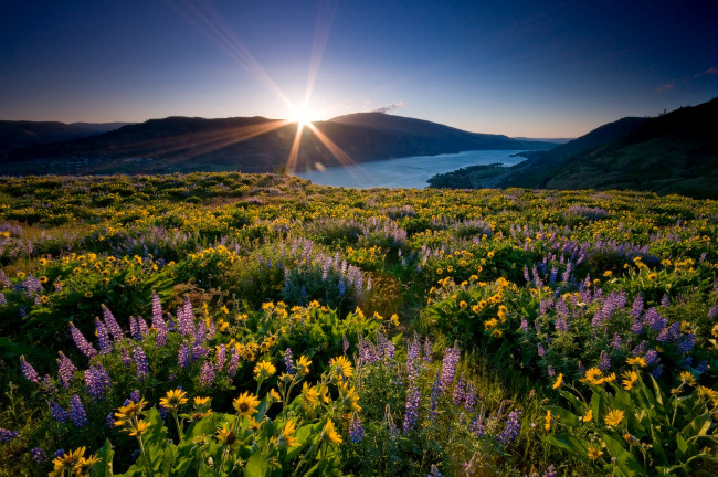 Обои картинки фото природа, луга, солнце, река, люпин, подсолнухи