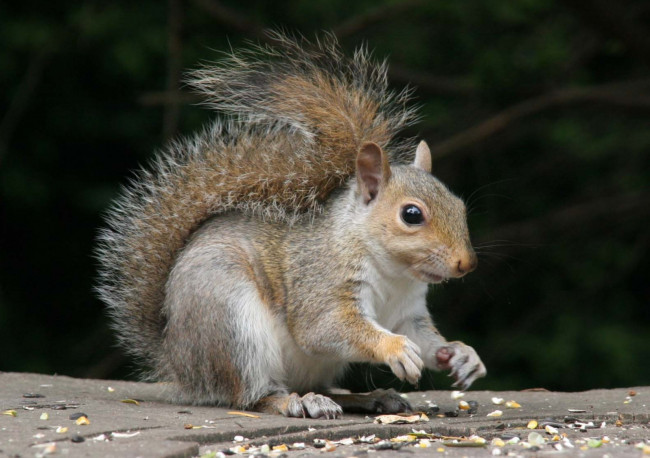 Обои картинки фото животные, белки, пушистый, хвост