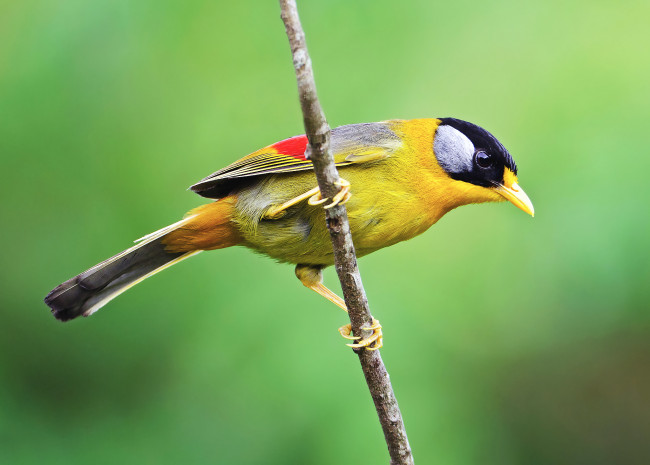 Обои картинки фото животные, птицы, ветка