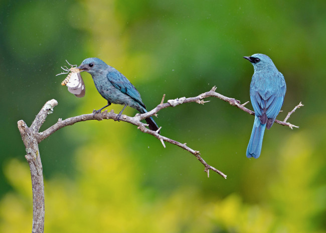Обои картинки фото животные, птицы, ветка, бабочка