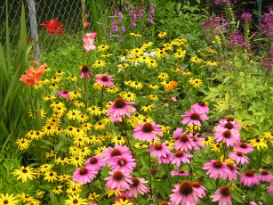 Картинка цветы эхинацея бутоны