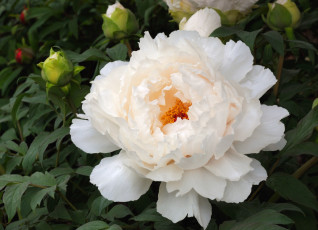 Картинка цветы пионы макро