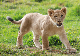 Картинка животные львы малыш